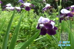 TV Content Image